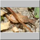 Coriomeris denticulatus - Randwanze 01b 9mm - Lehmwiese.jpg